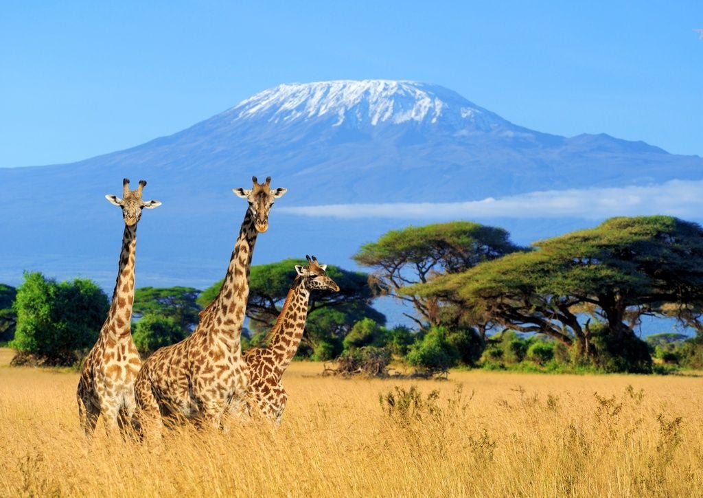 7 Days Kilimanjaro Climbing Rongai Route