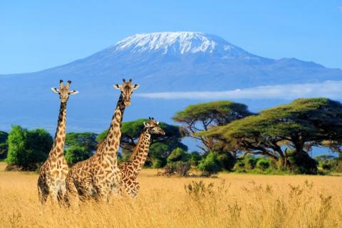 7 Days Kilimanjaro Climbing Rongai Route